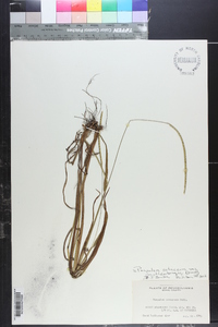 Paspalum setaceum var. muhlenbergii image