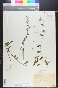 Stylisma humistrata image
