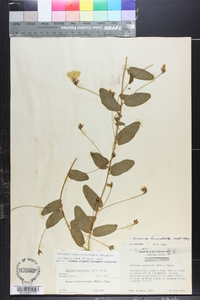Stylisma humistrata image