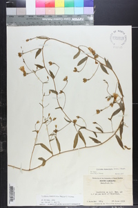 Stylisma humistrata image