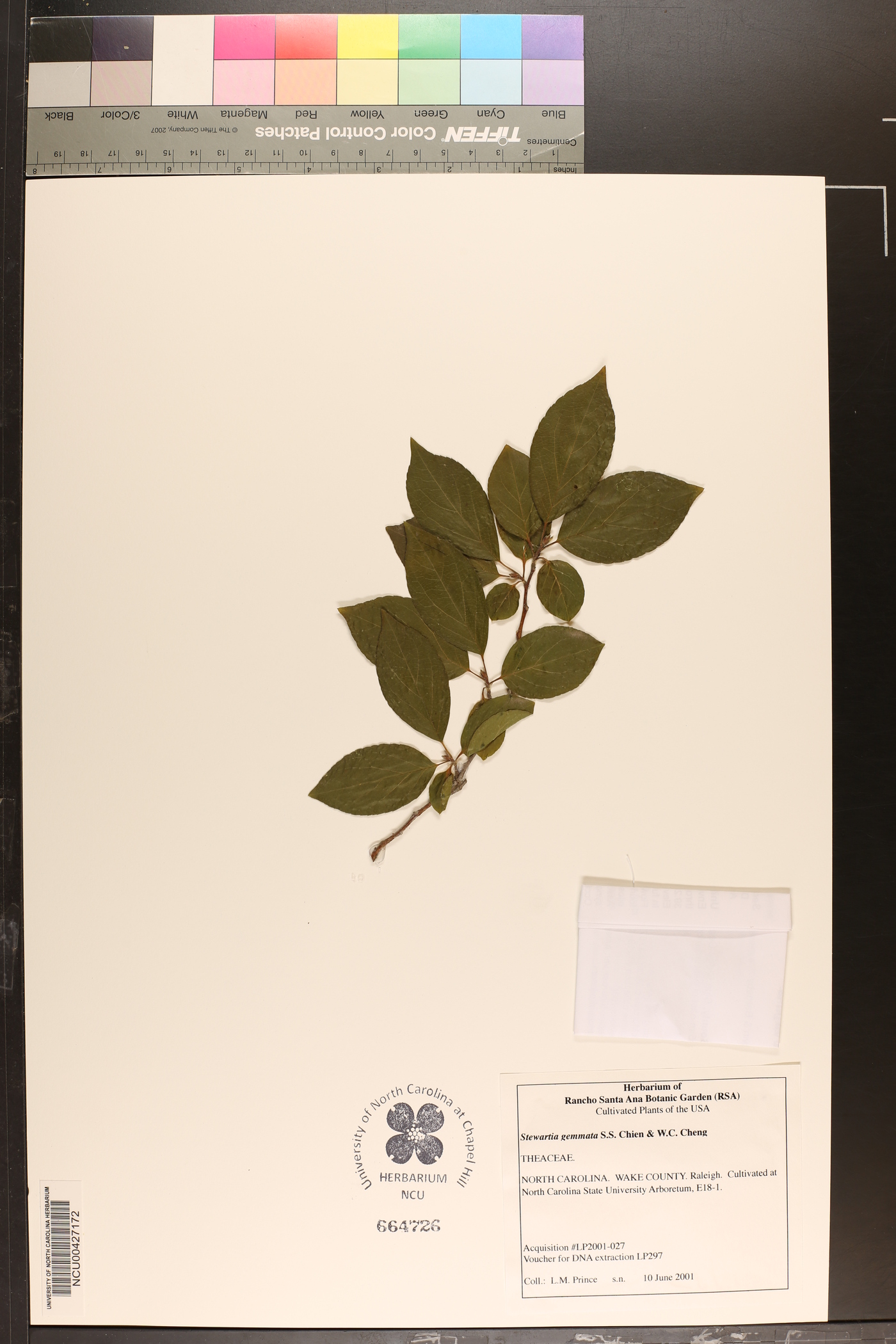 Stewartia sinensis image