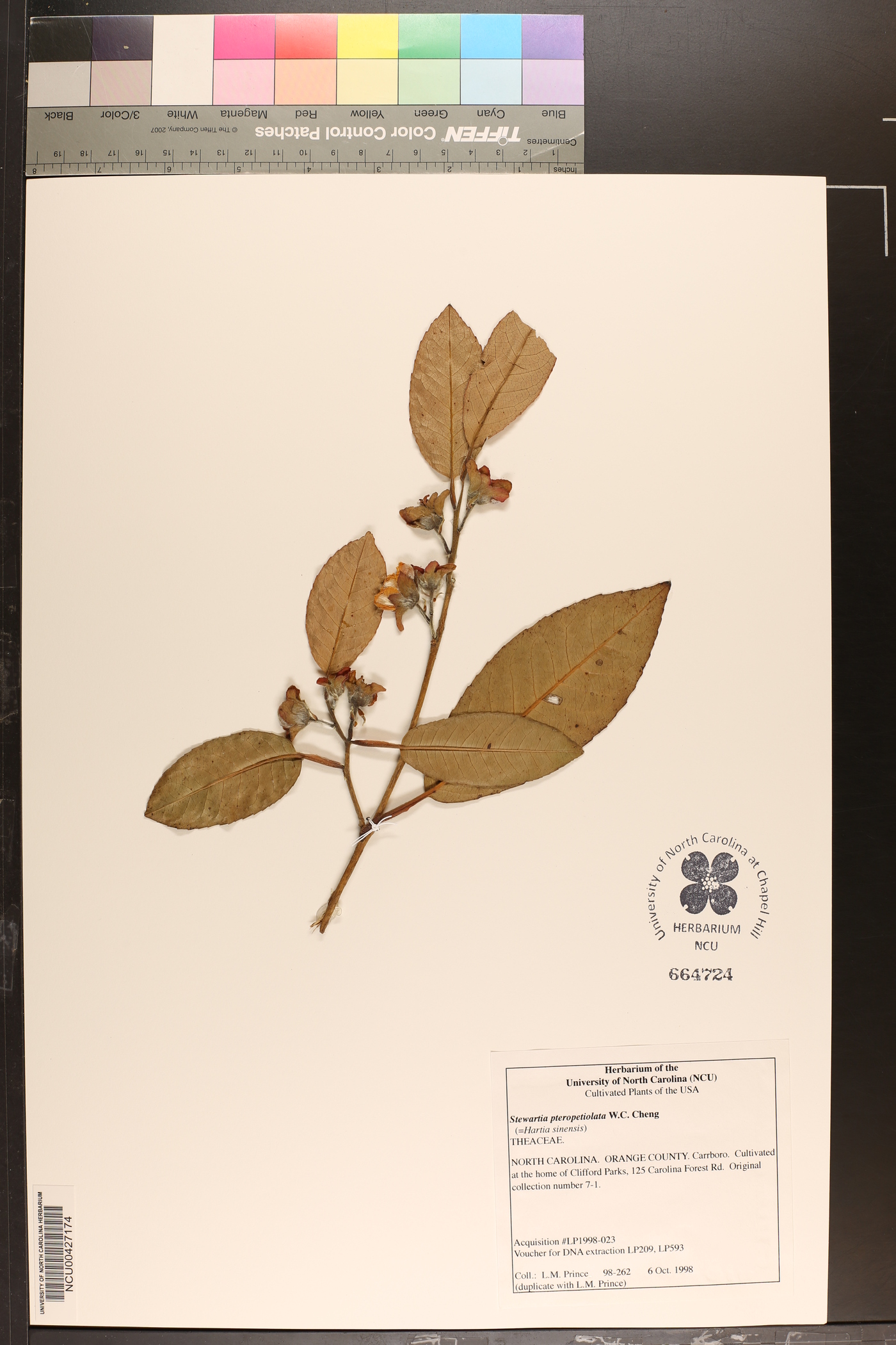 Stewartia pteropetiolata image