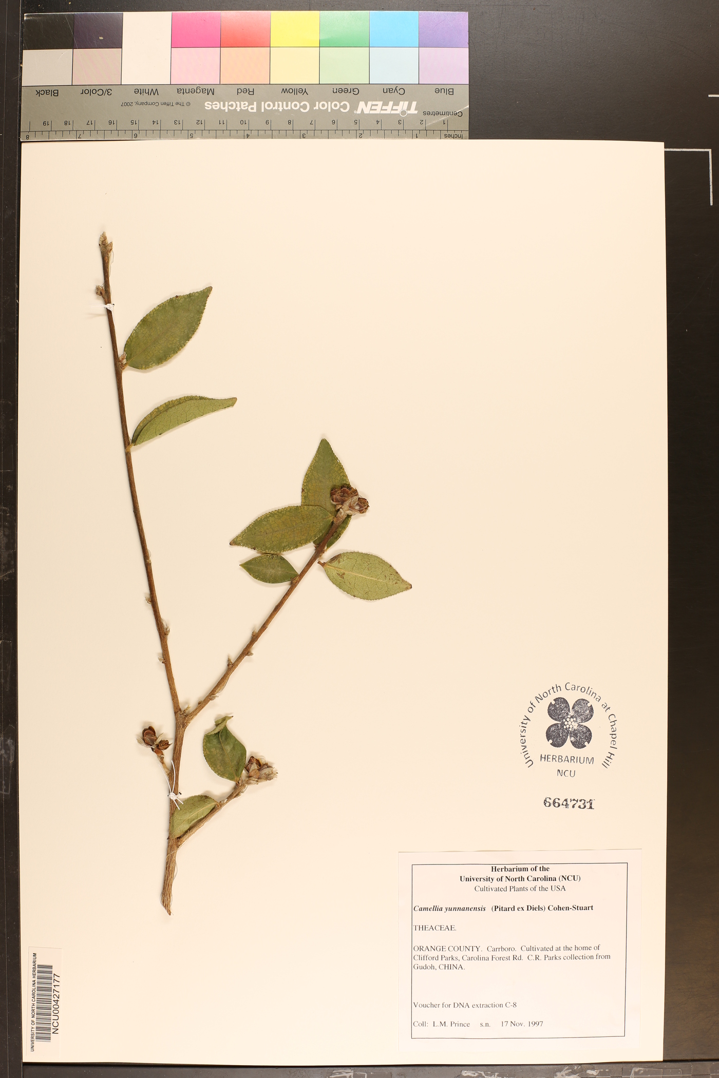 Camellia yunnanensis image