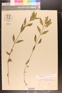 Phyla lanceolata image