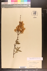 Syringa vulgaris image