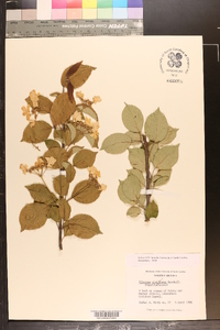 Viburnum lantanoides image