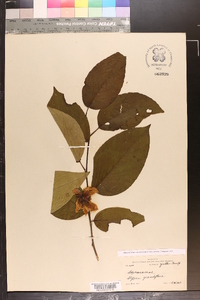 Stewartia ovata image