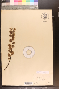 Salix tristis image