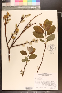 Salix caprea image