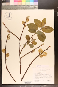 Salix caprea image