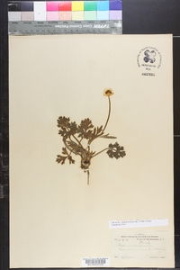 Ranunculus bulbosus image