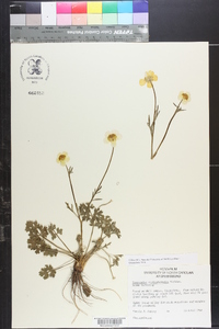 Ranunculus septentrionalis image