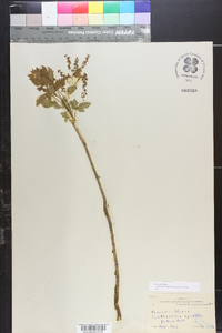 Xanthorhiza apiifolia image