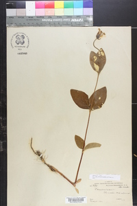 Clematis ochroleuca image