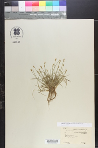 Carex leavenworthii image