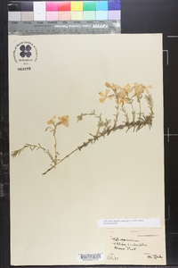 Phlox subulata image