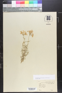 Phlox subulata image