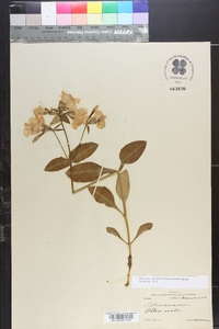 Phlox ovata image