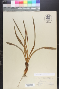 Amianthium muscitoxicum image