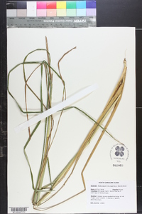 Andropogon glomeratus var. pumilus image