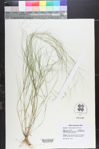 Aristida oligantha image