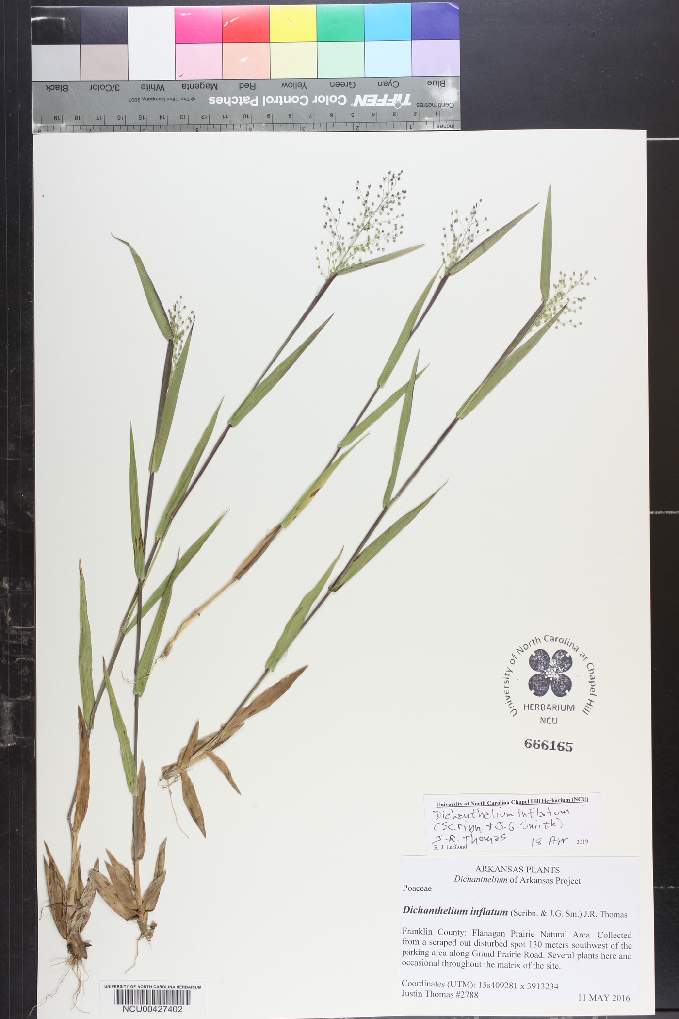 Dichanthelium inflatum image