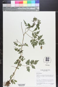 Bidens bipinnata image