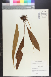 Elaphoglossum latifolium image