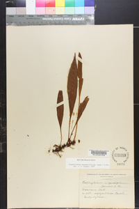 Elaphoglossum inaequalifolium image