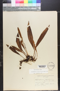 Elaphoglossum inaequalifolium image