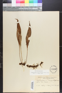 Elaphoglossum inaequalifolium image