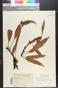 Elaphoglossum conforme image