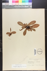 Elaphoglossum cubense image