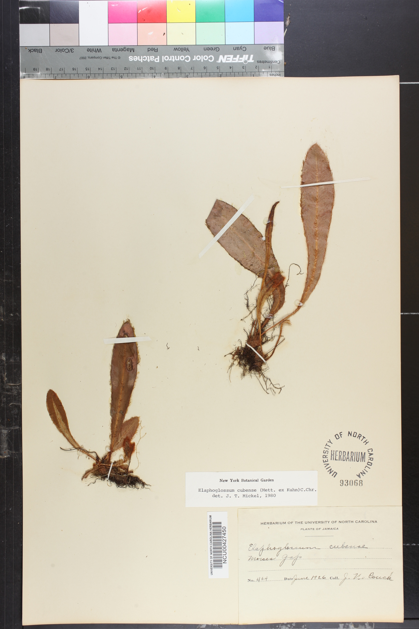 Elaphoglossum cubense image