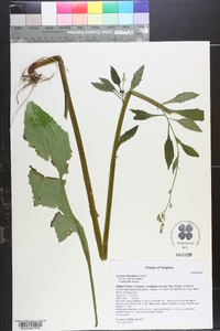 Lactuca floridana image