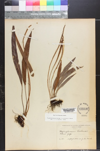 Elaphoglossum tectum image