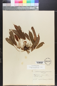 Elaphoglossum moritzianum image