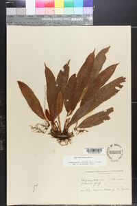 Elaphoglossum moritzianum image