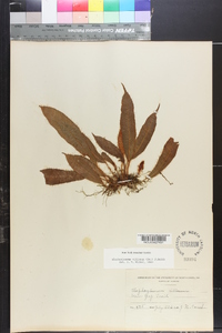 Elaphoglossum moritzianum image