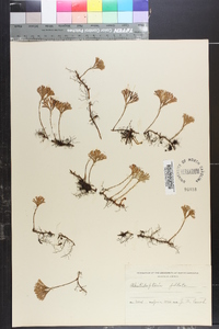 Elaphoglossum obovatum image