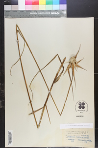 Dichromena latifolia image