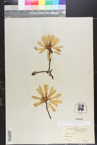 Magnolia stellata image