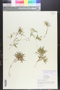 Dichanthelium acuminatum subsp. longiligulatum image