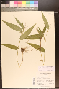 Dichanthelium latifolium image