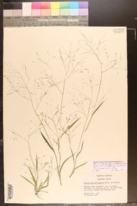 Panicum philadelphicum image