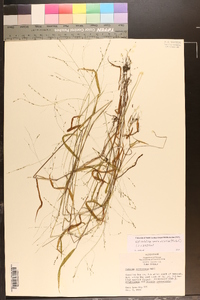 Kellochloa verrucosa image