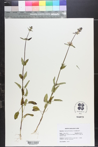 Stachys floridana image