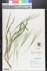 Panicum flexile image