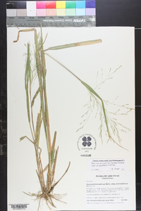 Panicum dichotomiflorum var. dichotomiflorum image