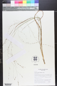 Eragrostis refracta image